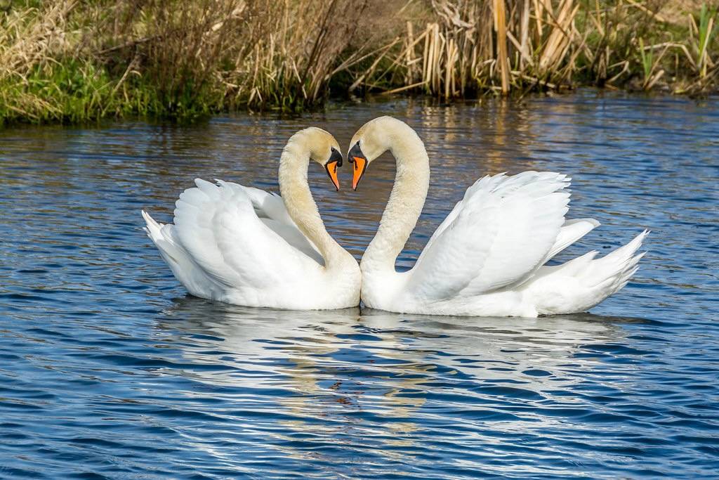 Mute swans by Alpstedt is licensed under CC BY-NC-SA 2.0.